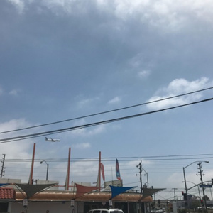 黄色毛60在公园搞干来
